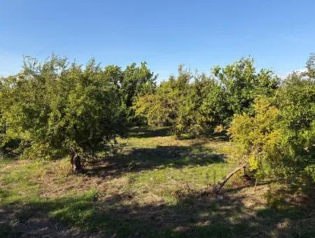 Eskiköyde 6150M2 Limon Ve Nar Bahçesi Satılıktır