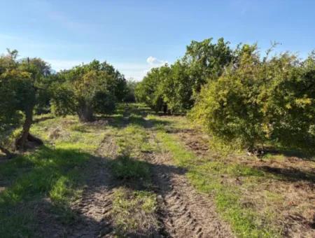 Eskiköyde 6150M2 Limon Ve Nar Bahçesi Satılıktır