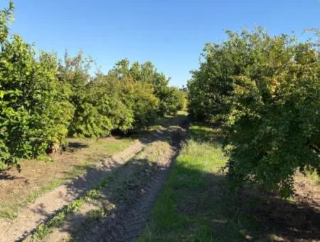 Eskiköyde 6150M2 Limon Ve Nar Bahçesi Satılıktır