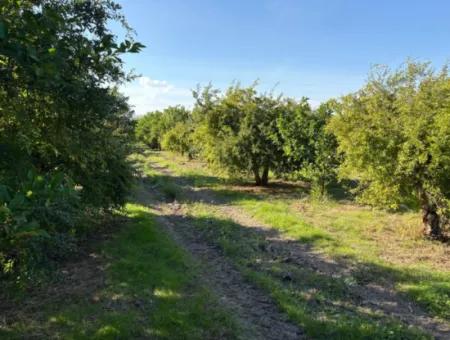 Eskiköyde 6150M2 Limon Ve Nar Bahçesi Satılıktır