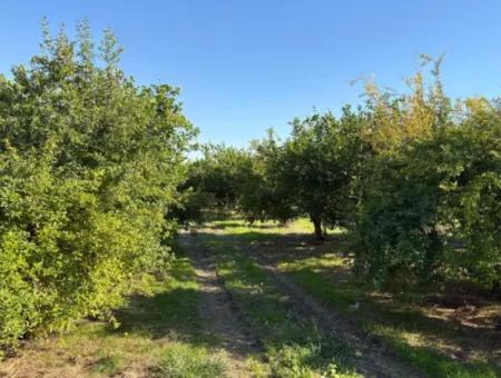 Eskiköyde 6150M2 Limon Ve Nar Bahçesi Satılıktır