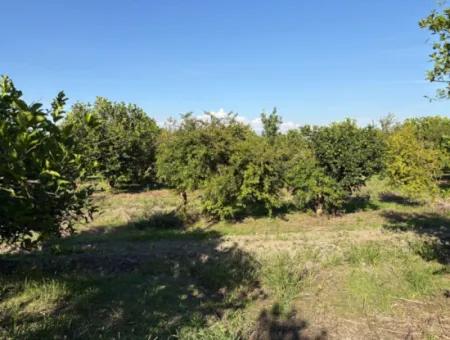 Eskiköyde 6150M2 Limon Ve Nar Bahçesi Satılıktır