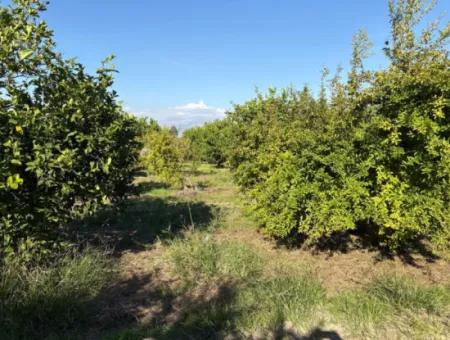 Eskiköyde 6150M2 Limon Ve Nar Bahçesi Satılıktır