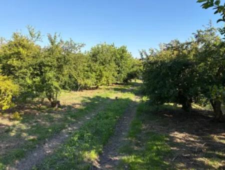 Eskiköyde 6150M2 Limon Ve Nar Bahçesi Satılıktır