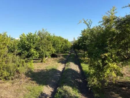 Eskiköyde 6150M2 Limon Ve Nar Bahçesi Satılıktır
