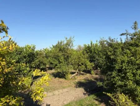 Eskiköyde 6150M2 Limon Ve Nar Bahçesi Satılıktır