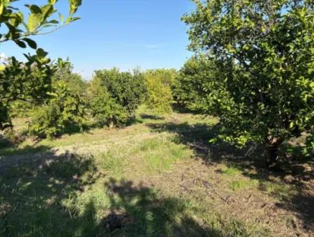 Eskiköyde 6150M2 Limon Ve Nar Bahçesi Satılıktır