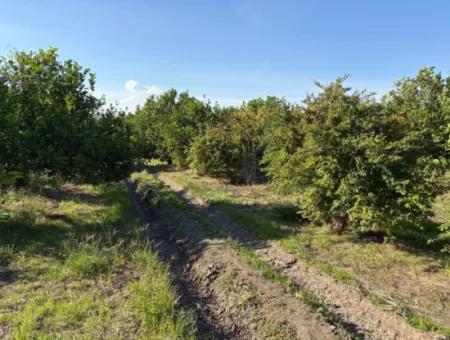 Eskiköyde 6150M2 Limon Ve Nar Bahçesi Satılıktır