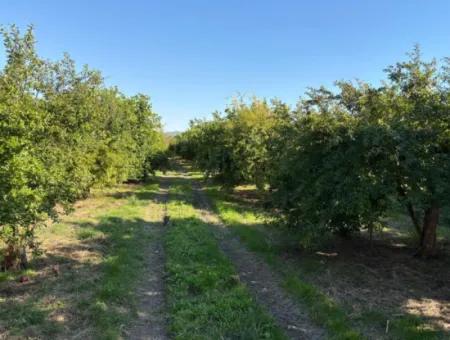 Eskiköyde 6150M2 Limon Ve Nar Bahçesi Satılıktır