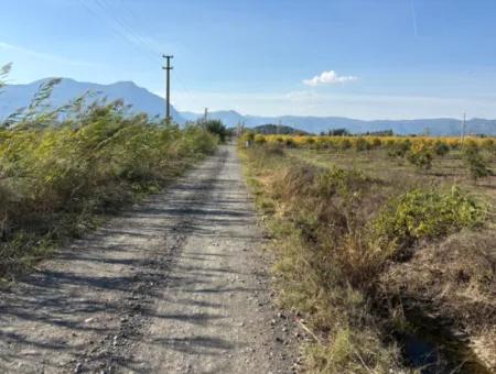 Eskiköyde 21500M2 Nar Bahçesi Satılık