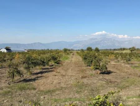 Eskiköyde 21500M2 Nar Bahçesi Satılık