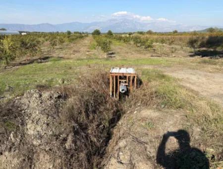 Eskiköyde 21500M2 Nar Bahçesi Satılık