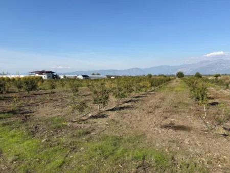 Eskiköyde 21500M2 Nar Bahçesi Satılık
