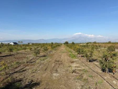 Eskiköyde 21500M2 Nar Bahçesi Satılık