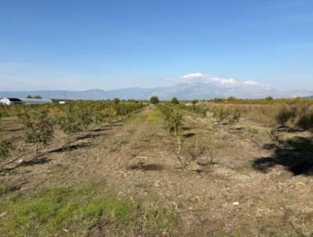 Eskiköyde 21500M2 Nar Bahçesi Satılık