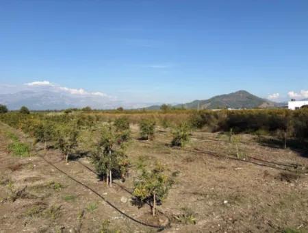 Eskiköyde 21500M2 Nar Bahçesi Satılık