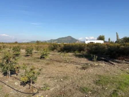 Eskiköyde 21500M2 Nar Bahçesi Satılık