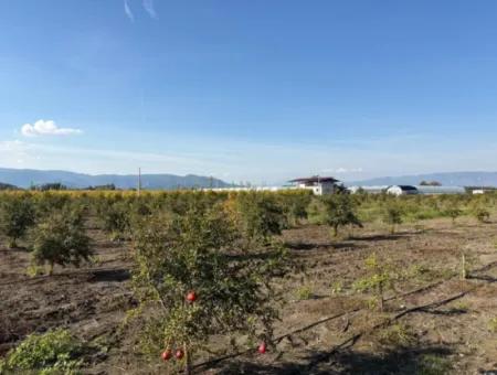 Eskiköyde 21500M2 Nar Bahçesi Satılık