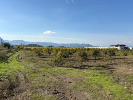 Eskiköyde 21500M2 Nar Bahçesi Satılık
