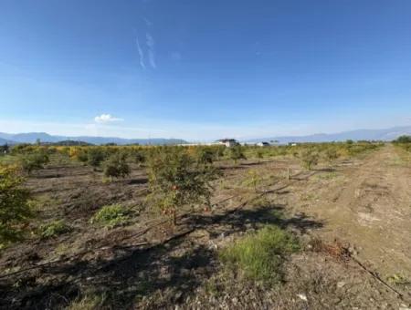 Eskiköyde 21500M2 Nar Bahçesi Satılık