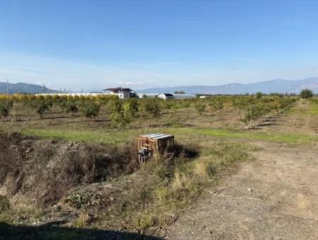 Eskiköyde 21500M2 Nar Bahçesi Satılık