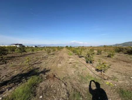 Eskiköyde 21500M2 Nar Bahçesi Satılık