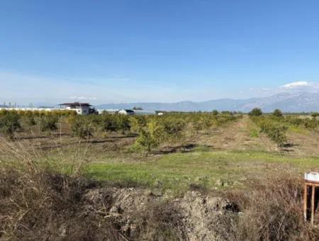 Eskiköyde 21500M2 Nar Bahçesi Satılık