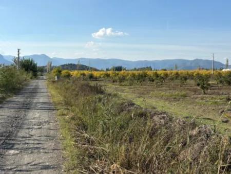 Eskiköyde 21500M2 Nar Bahçesi Satılık