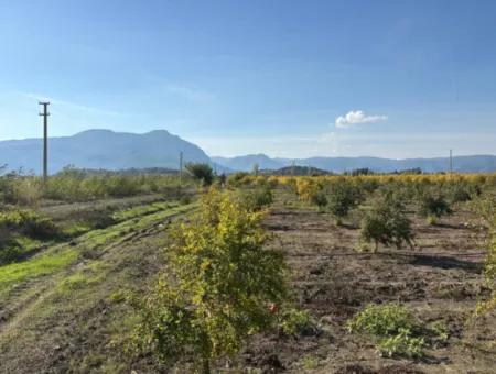 Eskiköyde 21500M2 Nar Bahçesi Satılık