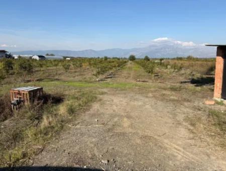 Eskiköyde 21500M2 Nar Bahçesi Satılık