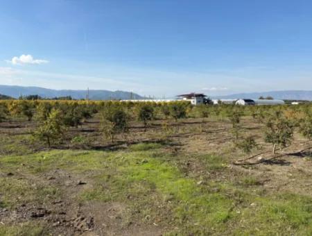 Eskiköyde 21500M2 Nar Bahçesi Satılık