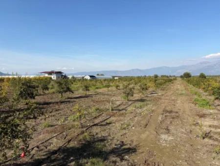 Eskiköyde 21500M2 Nar Bahçesi Satılık