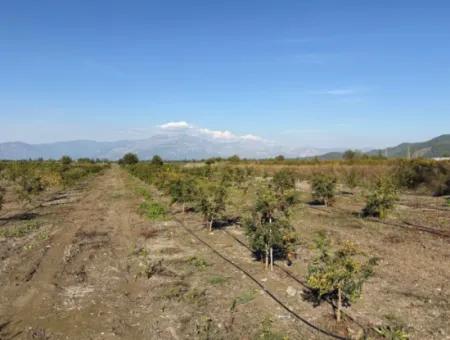 Eskiköyde 21500M2 Nar Bahçesi Satılık