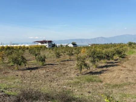 Eskiköyde 21500M2 Nar Bahçesi Satılık