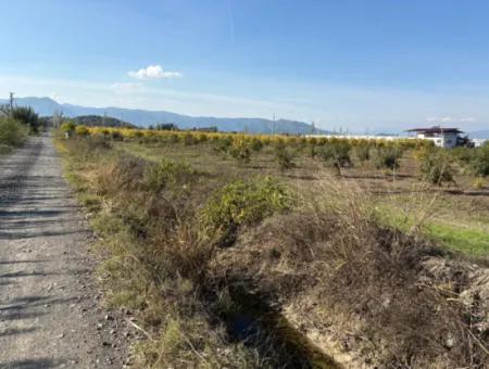Eskiköyde 21500M2 Nar Bahçesi Satılık