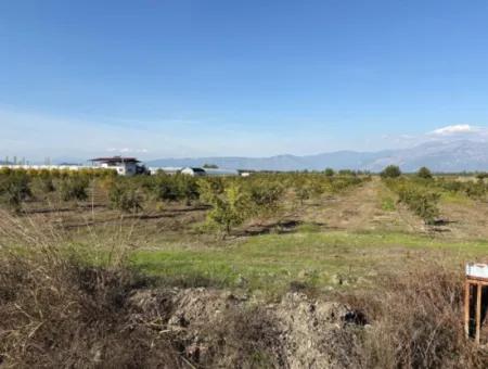 Eskiköyde 21500M2 Nar Bahçesi Satılık