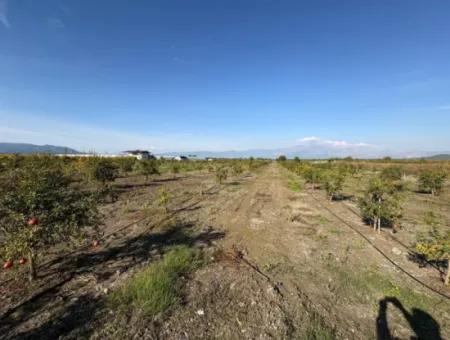 Eskiköyde 21500M2 Nar Bahçesi Satılık