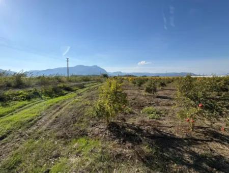 Eskiköyde 21500M2 Nar Bahçesi Satılık