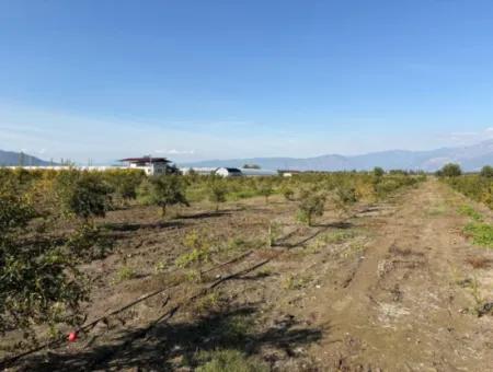 Eskiköyde 21500M2 Nar Bahçesi Satılık