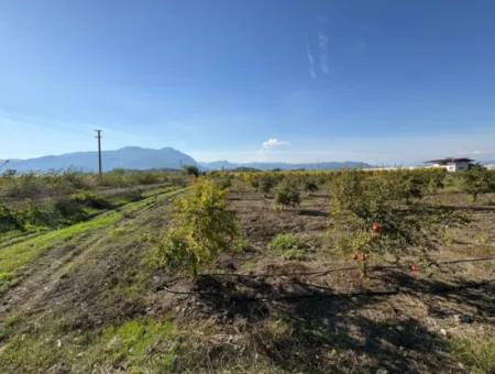 Eskiköyde 21500M2 Nar Bahçesi Satılık