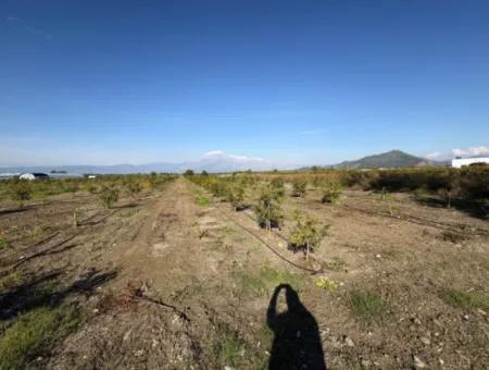 Eskiköyde 21500M2 Nar Bahçesi Satılık