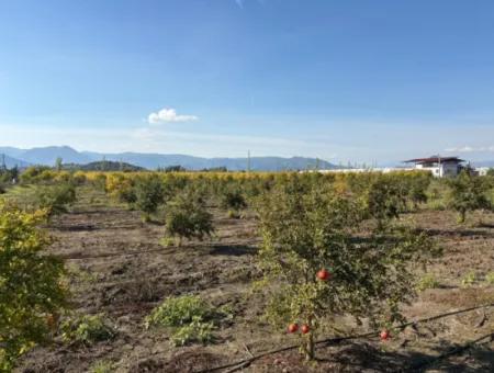 Eskiköyde 21500M2 Nar Bahçesi Satılık