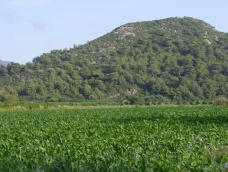 Dalyan Satılık Tarla Dalyan Merkeze Yakın 14,612M2 Satılık Tarla