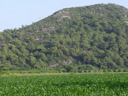 Dalyan Satılık Tarla Dalyan Merkeze Yakın 14,612M2 Satılık Tarla