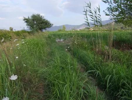 Dalyan Satılık Tarla Dalyan Merkeze Yakın 14,612M2 Satılık Tarla