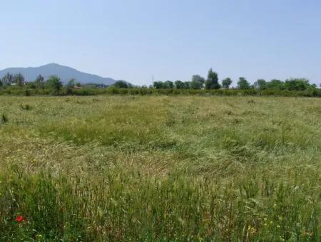 Dalyan Satılık Arsa Nar Bahçe 8,600M2 Kelepir Satılık Tarla Arsa