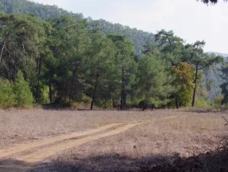 Çamlı'da 25200M2 Satılık Arazi