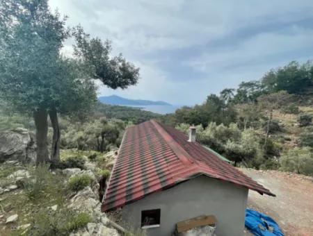 Ekincikde Deniz Manzaralı Zeytin Evi Satılıktır